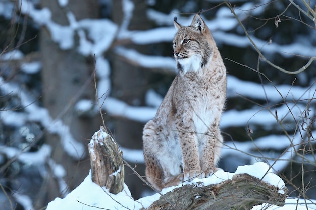 Lynx d'Eurasie dans le parc national bavarois en Allemagne de l'Est