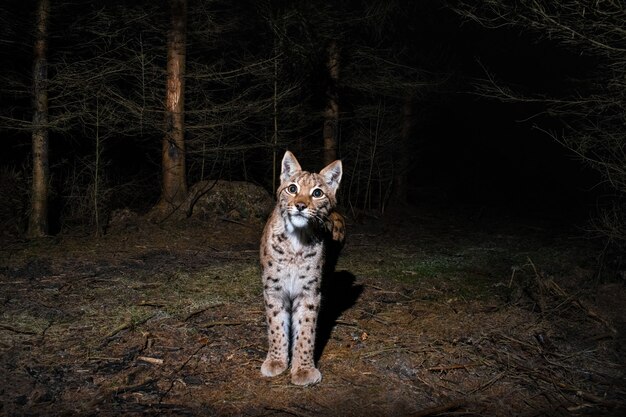 Lynx eurasien marquant sa place pendant la nuit