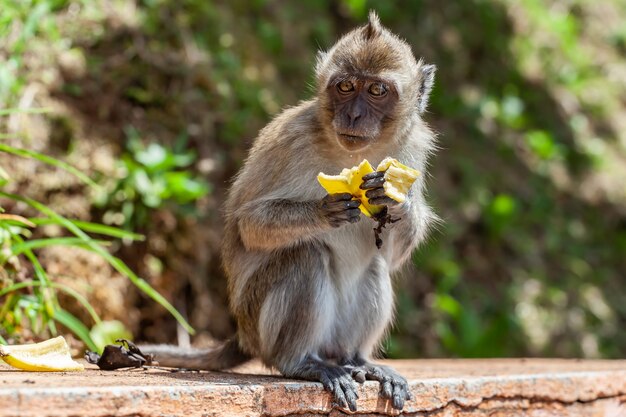 Macaque à longue queue mignon mangeant des fruits à Maurice