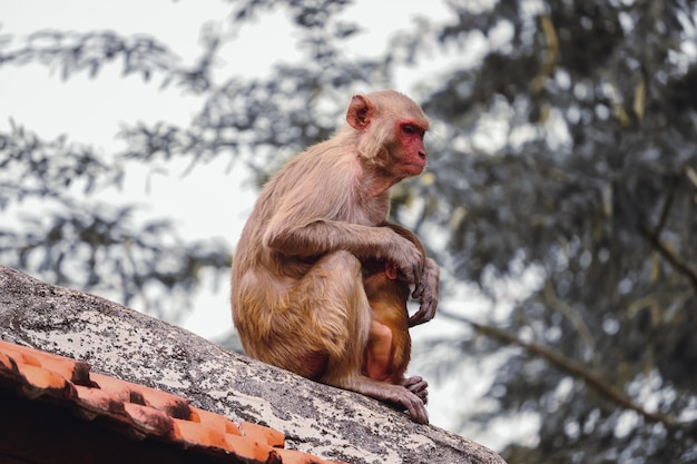 Macaque rhésus assis au sommet d'un immeuble