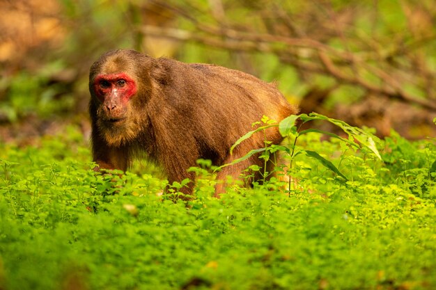 Macaque à stumptailed avec un visage rouge en vert singe junglewild dans le magnifique sanctuaire de la faune indienne junglegibbon en Indi