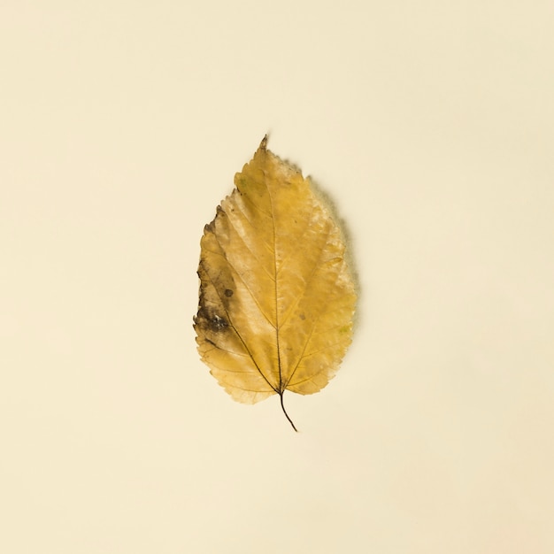 Macro de feuille automne