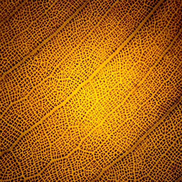 Macro d&#39;une feuille d&#39;orange