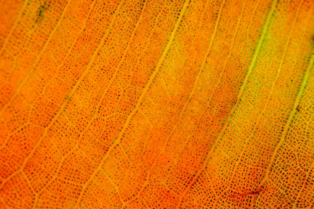 Photo gratuite macro d'une feuille d'orange