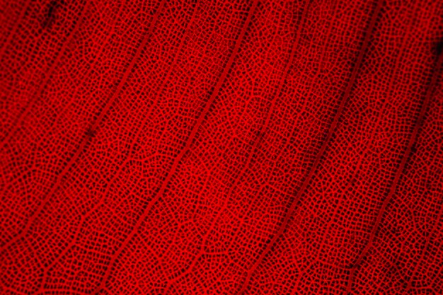 Macro d&#39;une feuille rouge