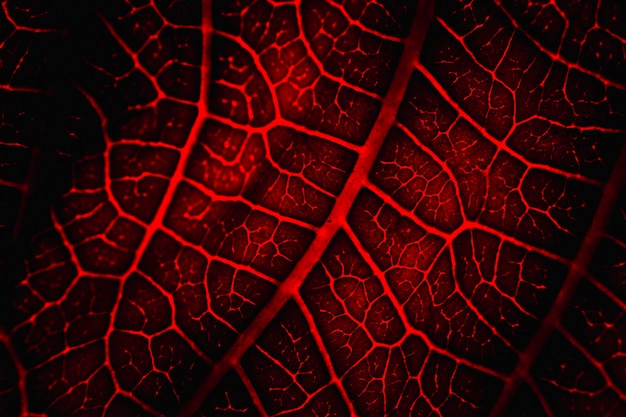 Macro d&#39;une feuille rouge