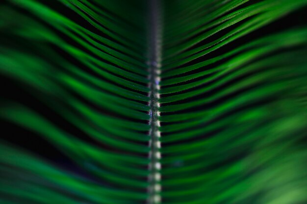 Macro d&#39;une feuille tropicale verte