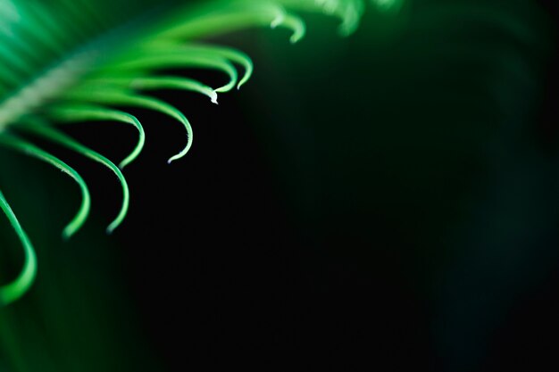 Macro d&#39;une feuille tropicale verte