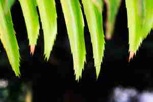 Photo gratuite macro d'une feuille tropicale verte