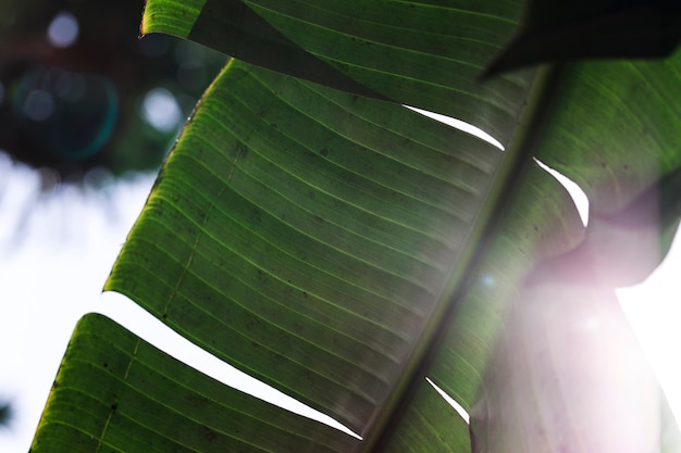 Macro d&#39;une feuille tropicale verte