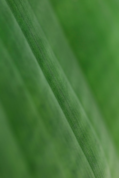 Macro d&#39;une feuille tropicale verte