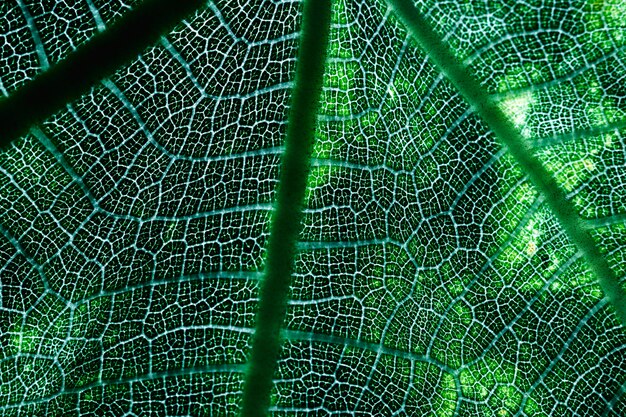 Macro d'une feuille verte