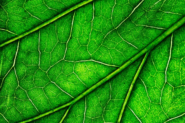 Macro d&#39;une feuille verte