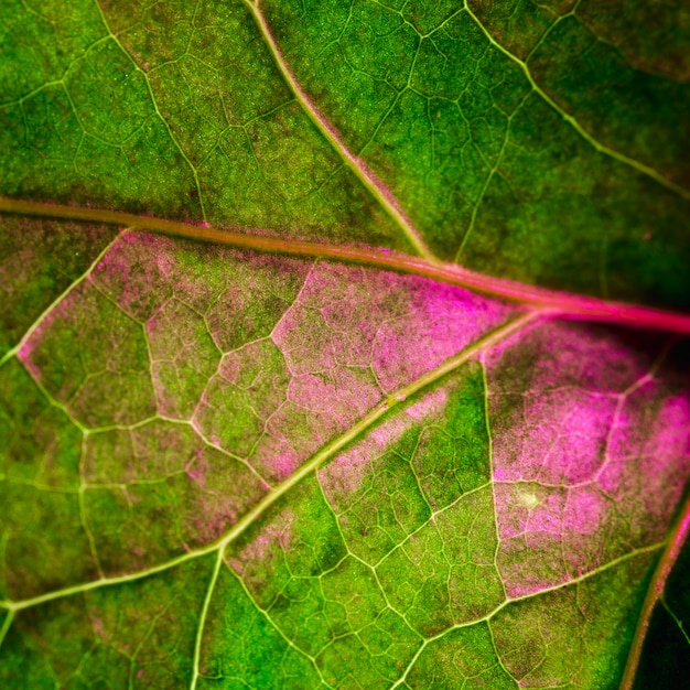 Macro d&#39;une feuille verte