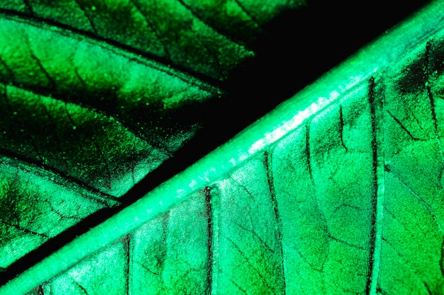 Macro d&#39;une feuille verte