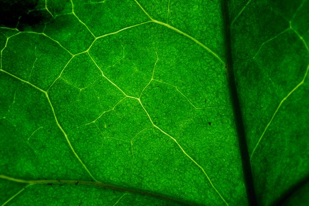 Macro d'une feuille verte