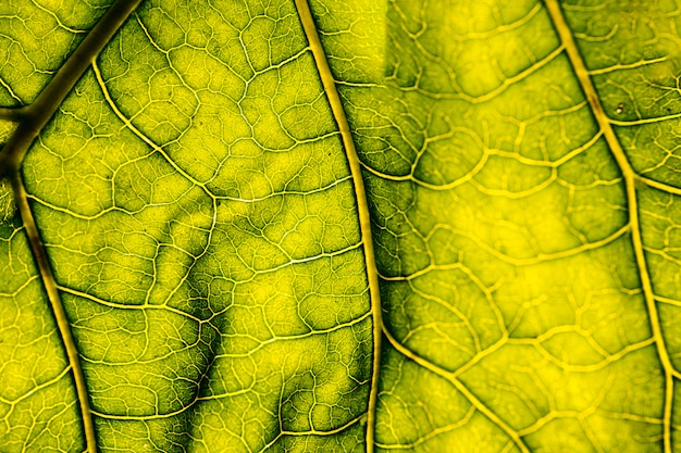 Macro d&#39;une feuille verte