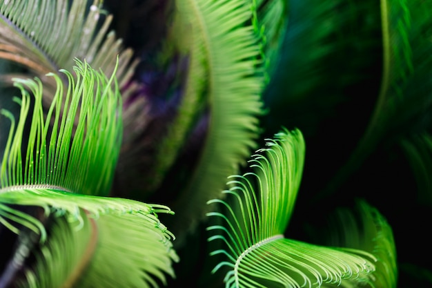 Macro de feuilles tropicales vertes