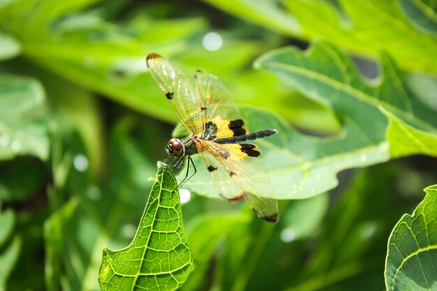 Macro d'une libellule Odonata sur une feuille verte