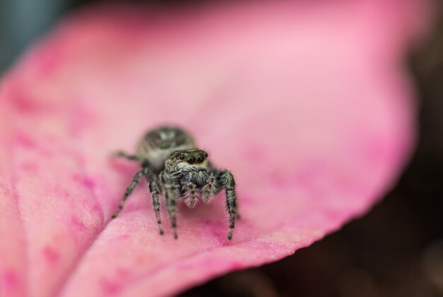 Macro mise au point sélective d'une araignée sur une plante rose