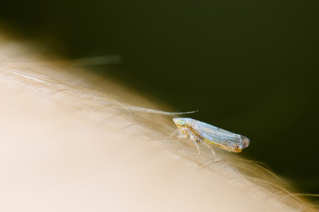 Macro d'un petit insecte sur le corps d'un humain