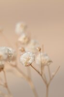 Macro shot de fleurs de gypsophile séchées
