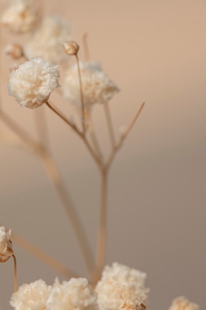 Macro shot de fleurs de gypsophile séchées
