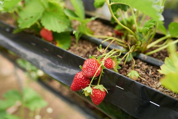Macro shot d'une grappe de fraises mûres qui poussent dans un lit de jardin