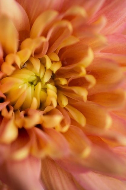 Macrophotographie de chrysanthèmes en fleurs