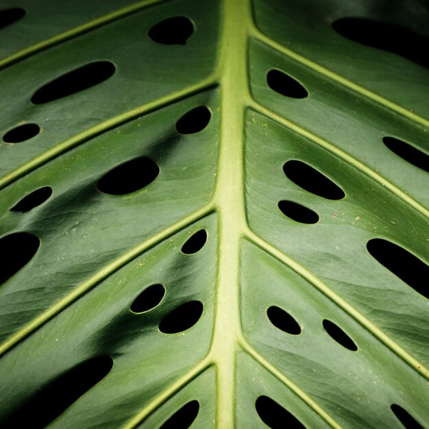 Macrophotographie de feuilles tropicales vertes