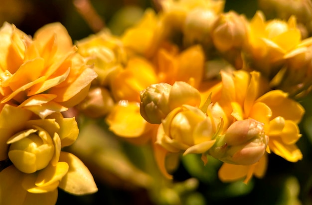 Macrophotographie de fleurs jaunes