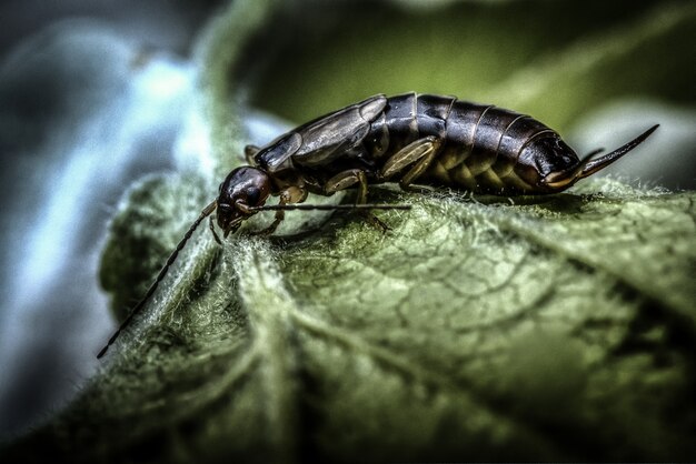 Macrophotographie d'un insecte tigré sur une feuille verte
