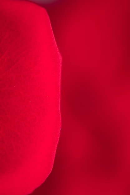 Macrophotographie de pétales de roses rouges
