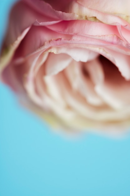 Macrophotographie rose rose