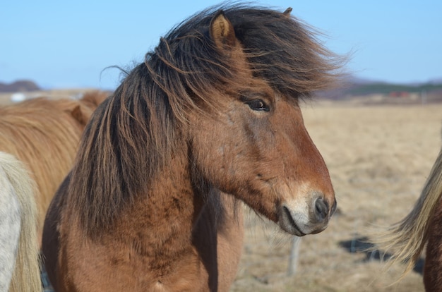 Magnifique crinière soufflée par le vent d'un cheval islandais.