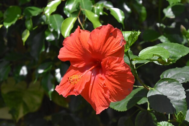 Magnifique fleur d'hibiscus à fleurs rouges qui fleurit par une chaude journée