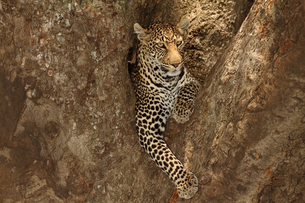 Magnifique léopard africain couché sur la branche d'un arbre dans la jungle africaine