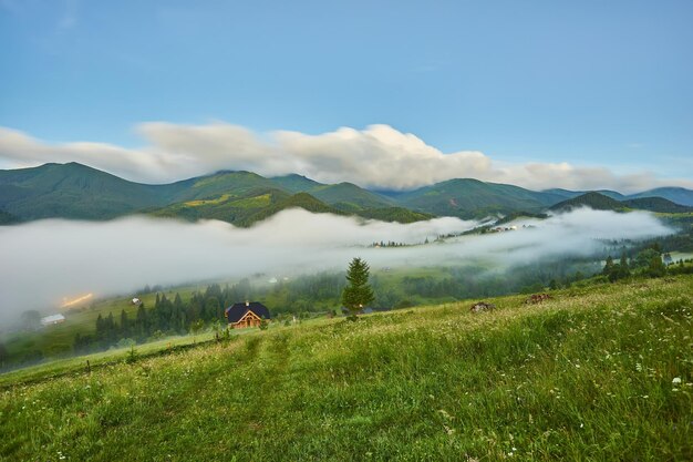 Magnifique lever de soleil brumeux dans les montagnes des Carpates beau paysage d'été du district de Volovets fleurs violettes sur les prairies herbeuses et la colline boisée dans le brouillard