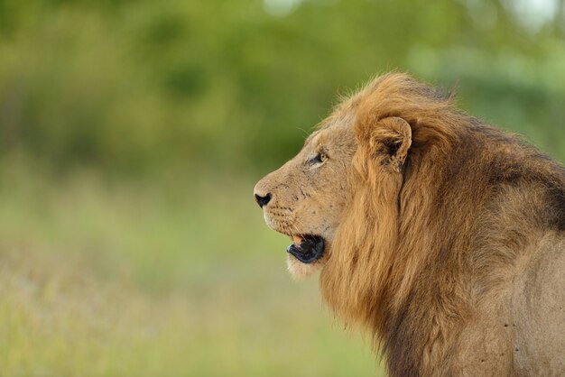 Magnifique lion au milieu d'un champ recouvert d'herbe verte