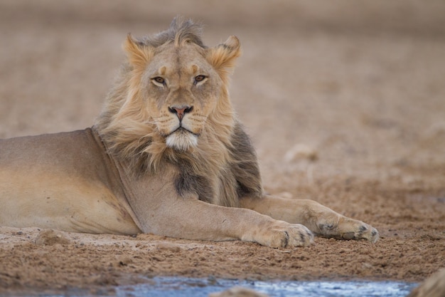 Magnifique lion puissant au milieu du désert