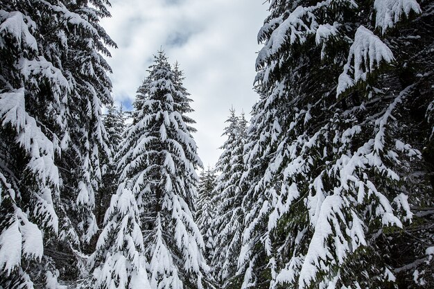 Magnifique paysage d'hiver magnifique et silencieux. Belle forêt.