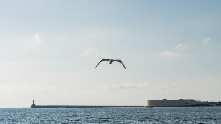Photo gratuit magnifique paysage océanique avec mouette