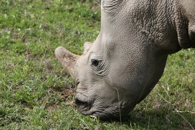 Magnifique rhinocéros paissant sur les champs couverts d'herbe dans la forêt