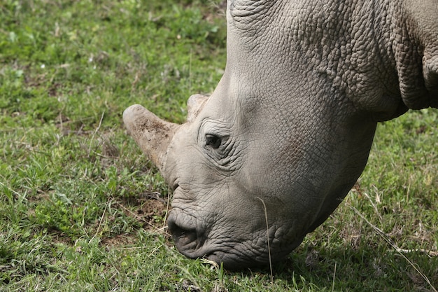 Magnifique rhinocéros paissant sur les champs couverts d'herbe dans la forêt