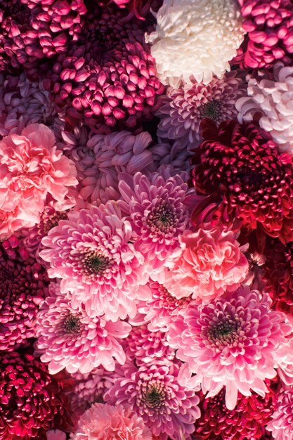 Magnifiques chrysanthèmes roses et rouges sur le mur