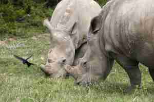 Photo gratuite magnifiques rhinocéros paissant sur les champs couverts d'herbe près des buissons