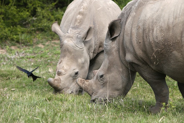 Magnifiques rhinocéros paissant sur les champs couverts d'herbe près des buissons