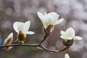 Photo gratuite magnolia grand blanc