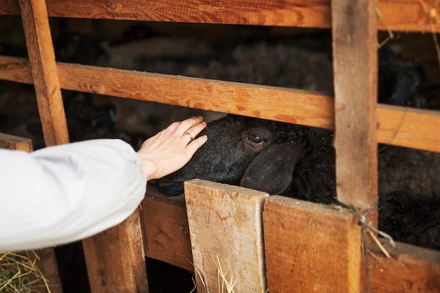 Main à angle élevé caressant des moutons