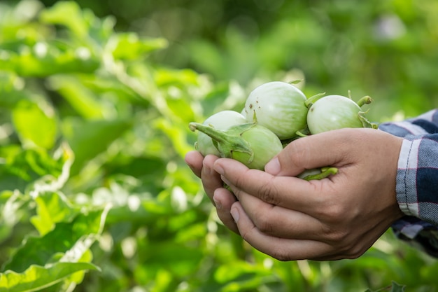 La main du fermier, la femme tenant le légume à la main et la rizière.